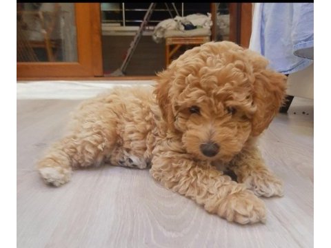 Toy poodle yavrumuz yuvasını arıyor