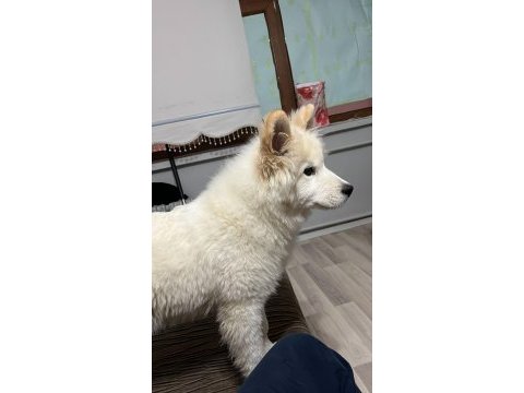 Çok akıllı çok sadık 4.5 aylık patili samoyed dostum