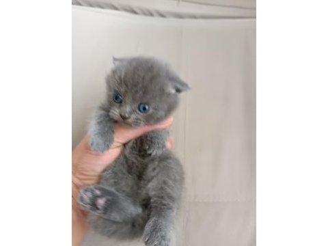 1 aylık british shorthair yavrular