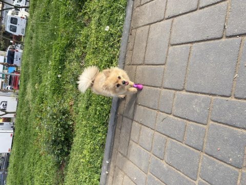 Yeni yuvasını arayan pomeranian