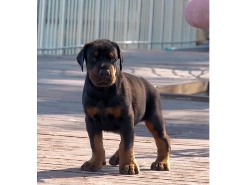 Sağlık ve ırk garantili doberman