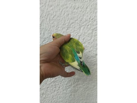Acil sevda papağanı
