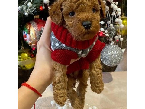 Toy poodle yavruları