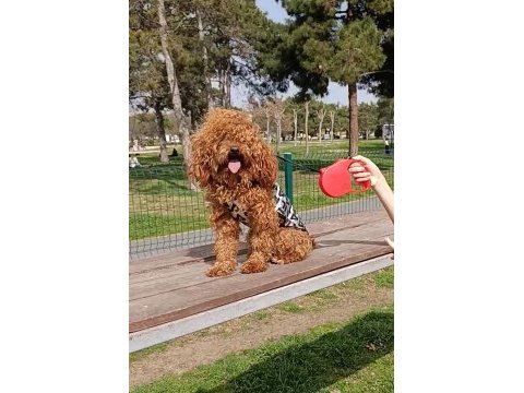 Toy poodle erkek 1,5 yaş kore kan çorlu