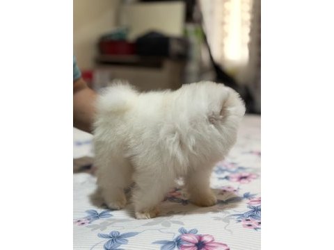 Orijinal pomeranian boo teddy bear teacup