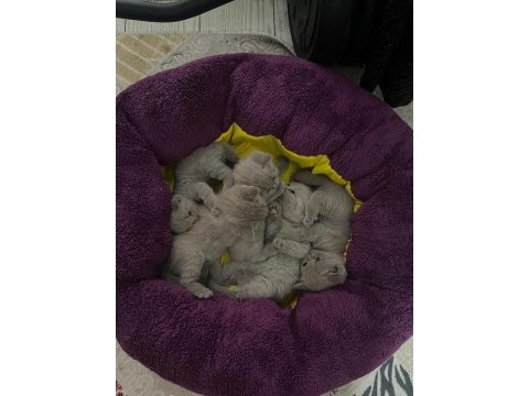 Minik british shorthair yavrularımıza yuva arıyoruz