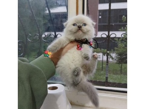 2 aylık british shorthair bebekler