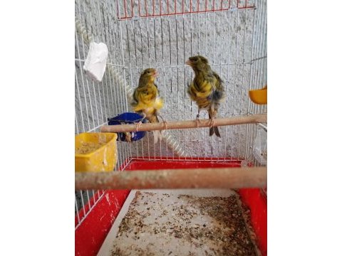 Orjinal kıvırcık mantolu kanarya