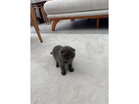 2 gri bebek scottish fold