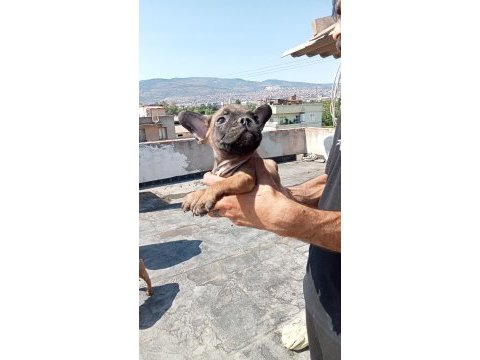 French bulldog yavrular sıfır burun sıfır kuyruk