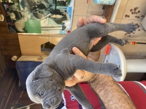 Dev mavi gözlü cane corso yavrularımız
