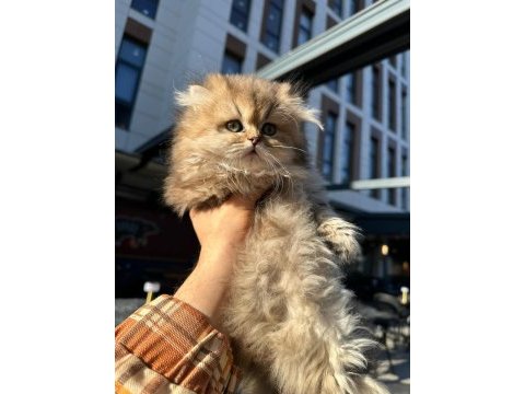 Ücretli british golden longhair erkek yavru