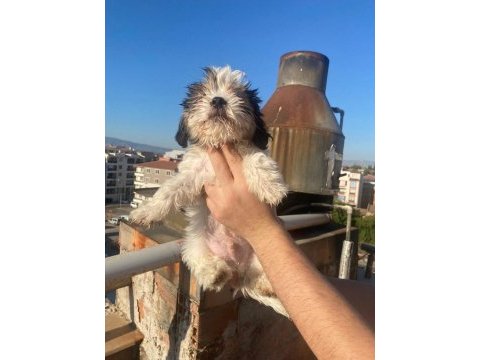 A kalite shih tzu yavrular