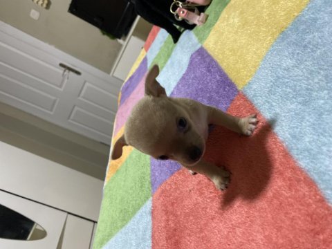 Chihuahua yavru köpeğimiz