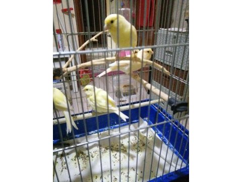3 erkek kanarya malinua