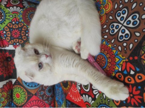 Kısır olmayan on aylık dişi scottish fold