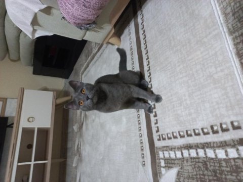 Kısırlaştırılmamış erkek oyuncu british shorthair