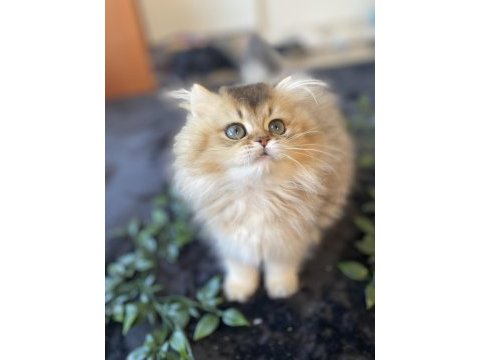 Kaliteli golden british longhair