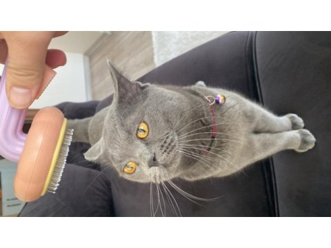 10 aylık oğlumuza dişi partner arıyoruz british shorthair