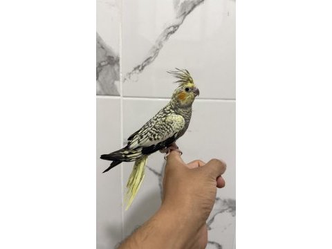 Sultan papağanı sahiplendirilecektir