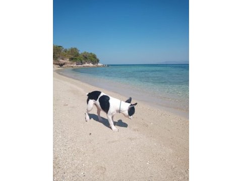 Fransız bulldog 7 aylık