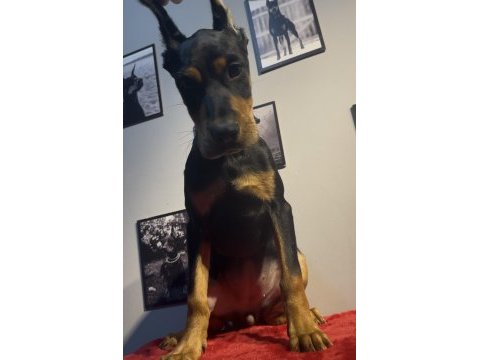 Estetikli doberman bebekler