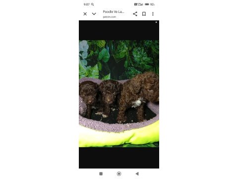Irk ve sağlık garanti lagotto yavrularımız