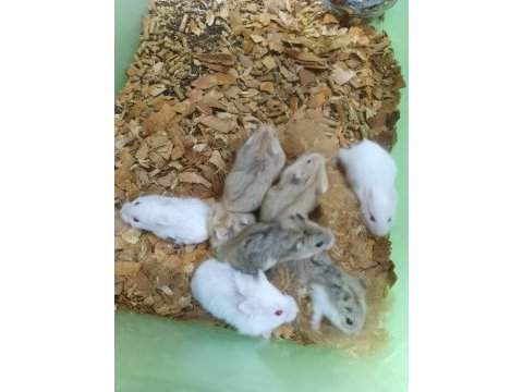 80 civarı toptan gonzales hamster