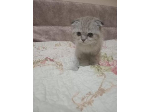 Çok tatlı scottish fold yavrularımız
