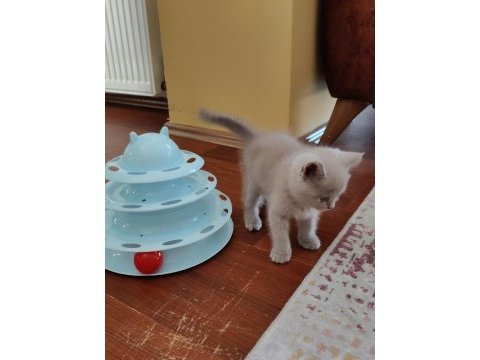 Tatlı oyuncu british shorthair