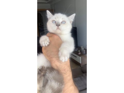 British shorthair dişi silver