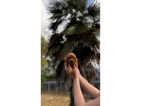 Toypoodle bebekler 