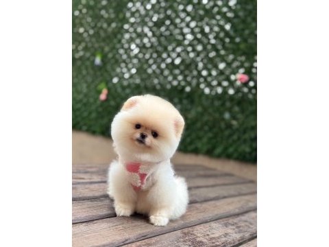 Pomeranian boo yavruları