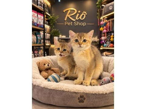 Mükemmel güzellikte british shorthair golden yavrular