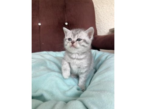 Scottish fold ve scottish straight yavrularımız