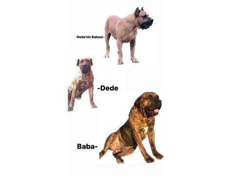A kalite presa canario dişi