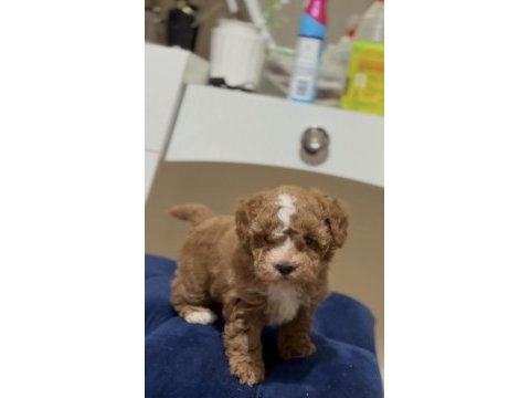 Maltipoo dişi erkek