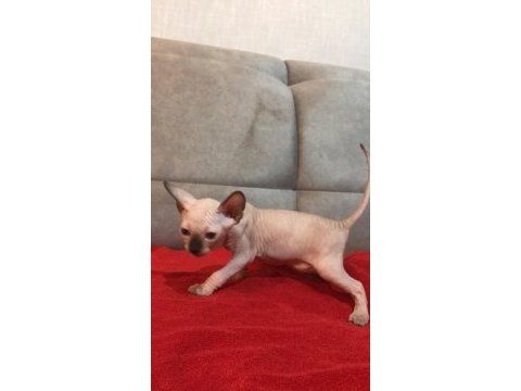Son iki yavru sfenks