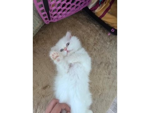 Oyuncu ve sevecen scottish longhair yavru