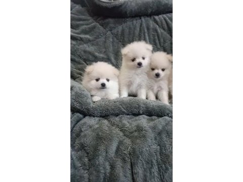 Pomeranian bebeklerim