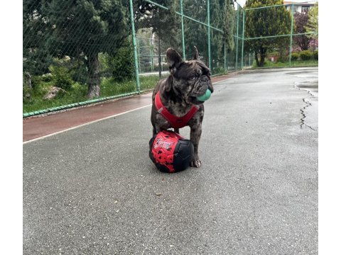 Güzel french bulldog oğlumuza ücretsiz yuva arıyoruz