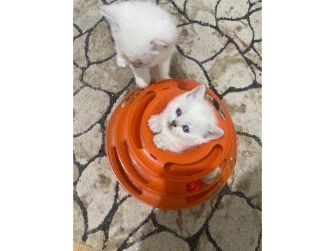 Kar beyaz maviş british shorthair yavrular