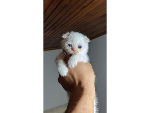 Kaçmaz scottish fold güzellikler