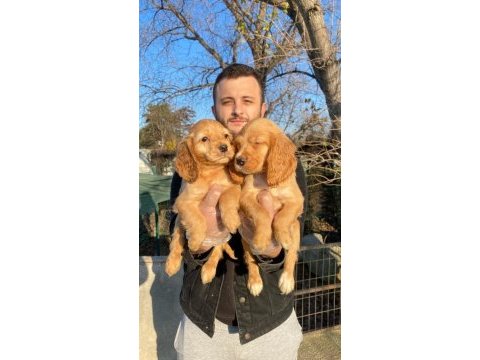 Güzeller güzeli american cocker yavrularım