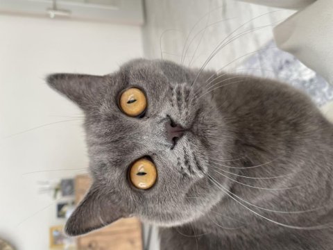 9 aylık eğitimli british shorthair (cins kedi)