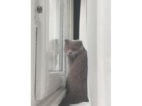 Scottish fold kedimiz 2 yaşında