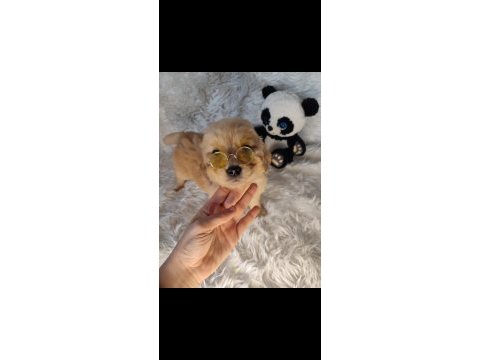 Golden retriever baby face küt burun