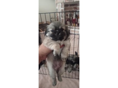 Pekinez yavru köpeklerimiz