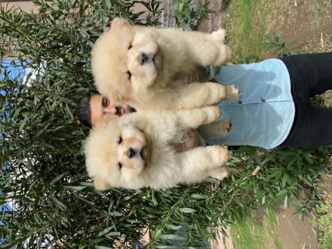 Üst kalite chow chow yavrularımız