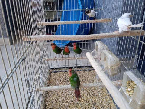 Lutino taşıyıcı parrotlar